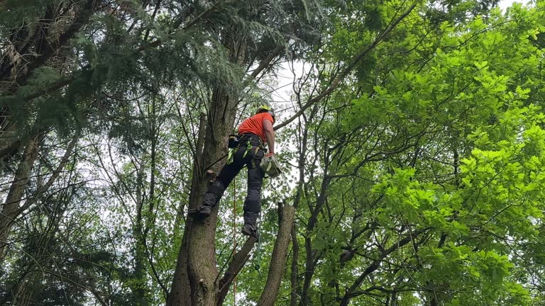 Best Lot and Land Clearing  in Monroe Manor, NJ