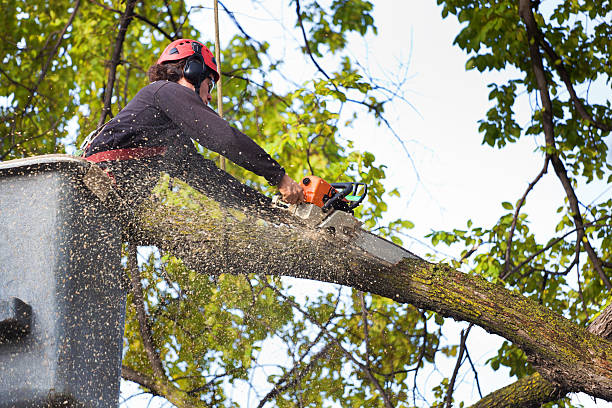 Trusted Monroe Manor, NJ Tree Services Experts